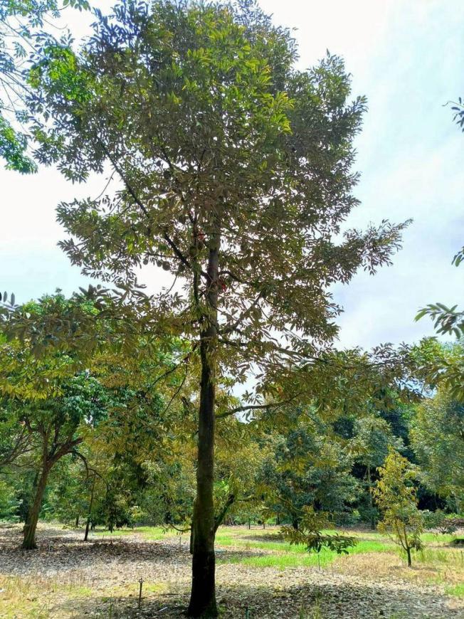 สวนทุเรียน 10ไร่ 3งาน 39 ตรว. ท่าใหม่ จันทบุรี